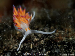 Cratena peregrina by Walter Bassi 